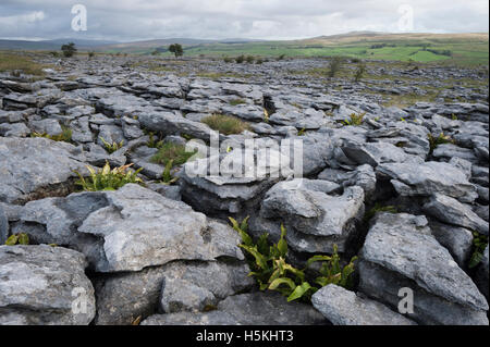 Kalkstein Pflaster, Sulber, Ingleborough Nature Reserve, in der Nähe von Horton in Ribblesdale, Yorkshire. Stockfoto