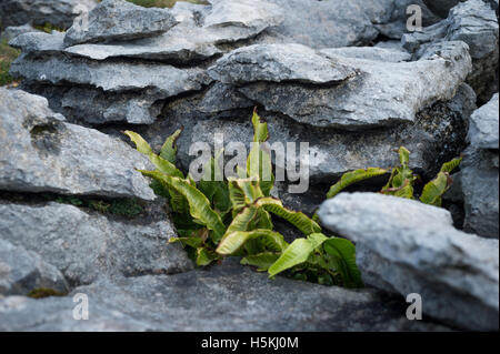 Kalkstein Pflaster, Sulber, Ingleborough Nature Reserve, in der Nähe von Horton in Ribblesdale, Yorkshire. Stockfoto