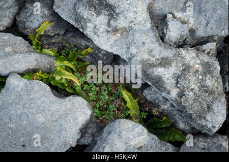 Kalkstein Pflaster, Sulber, Ingleborough Nature Reserve, in der Nähe von Horton in Ribblesdale, Yorkshire. Stockfoto