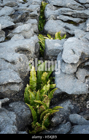 Kalkstein Pflaster, Sulber, Ingleborough Nature Reserve, in der Nähe von Horton in Ribblesdale, Yorkshire. Stockfoto