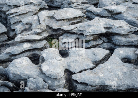 Kalkstein Pflaster, Sulber, Ingleborough Nature Reserve, in der Nähe von Horton in Ribblesdale, Yorkshire. Stockfoto