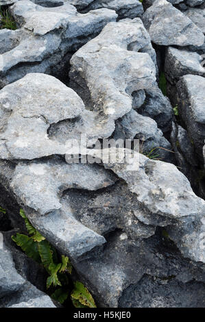 Kalkstein Pflaster, Sulber, Ingleborough Nature Reserve, in der Nähe von Horton in Ribblesdale, Yorkshire. Stockfoto