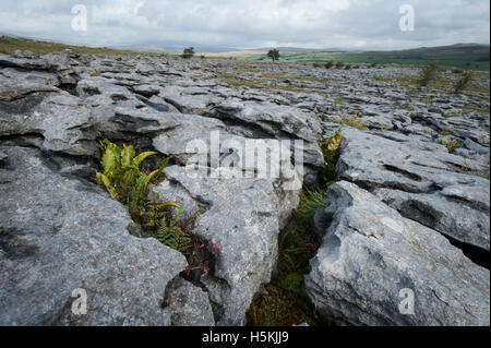 Kalkstein Pflaster, Sulber, Ingleborough Nature Reserve, in der Nähe von Horton in Ribblesdale, Yorkshire. Stockfoto