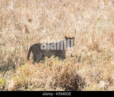 Eine Löwin in der Ngorongoro-Krater-Tansania Stockfoto