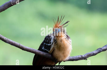 Hoatzin thront auf Zweig Stockfoto