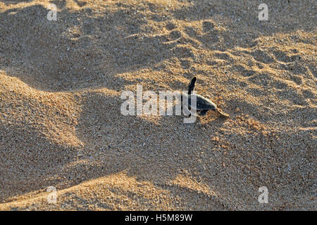 Eine frisch geschlüpfte Jungtier der grünen Meeresschildkröte (Chelonia Mydas), der seinen Weg zum Meer auf Long Beach auf der Insel Ascension Stockfoto