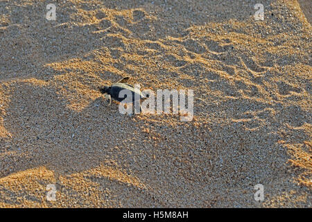 Eine frisch geschlüpfte Jungtier der grünen Meeresschildkröte (Chelonia Mydas), der seinen Weg zum Meer auf Long Beach auf der Insel Ascension Stockfoto