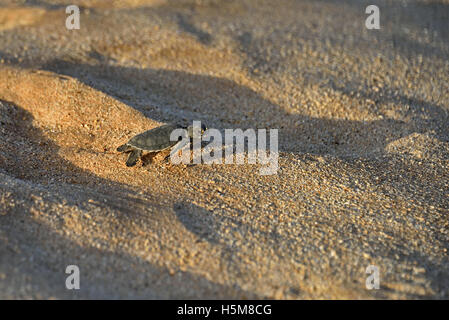 Eine frisch geschlüpfte Jungtier der grünen Meeresschildkröte (Chelonia Mydas), der seinen Weg zum Meer auf Long Beach auf der Insel Ascension Stockfoto