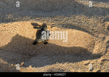 Eine frisch geschlüpfte Jungtier der grünen Meeresschildkröte (Chelonia Mydas), der seinen Weg zum Meer auf Long Beach auf der Insel Ascension Stockfoto