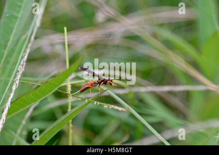 Polistes Arten (möglicherweise Fuscatus) stellte eine Papier-Wespe wahrscheinlich Insel Ascension aus Nordamerika Stockfoto