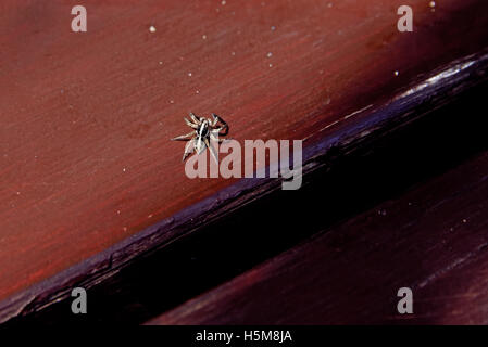 Eine graue Wand Jumper Spinne (Menemerus Bivittatus) auf einem Tisch in einem Boot Dorf auf der Insel Ascension Stockfoto