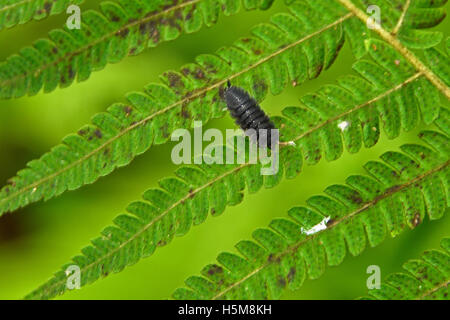 Eine gemeinsame Pille Assel (Armadillidium Vulgare) auf einem Farn Wedel auf Ascension Insel im Südatlantik Stockfoto