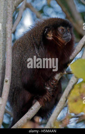Red Titi Monkey (Callicebus Cupreus) Stockfoto