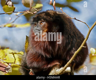 Red Titi Monkey (Callicebus Cupreus) Stockfoto