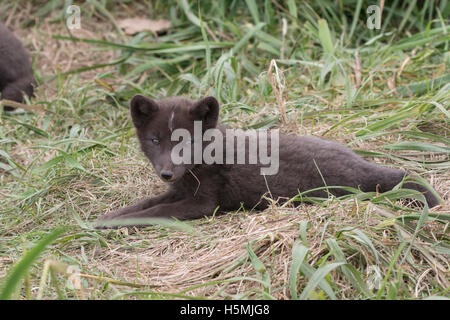 Welpen-Kommandanten blau Polarfuchs, die liegt in der Nähe der Höhlen Stockfoto