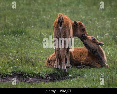 Amerikanische Bisons grasen und spielen auf einer Wiese in den Grand Teton Stockfoto