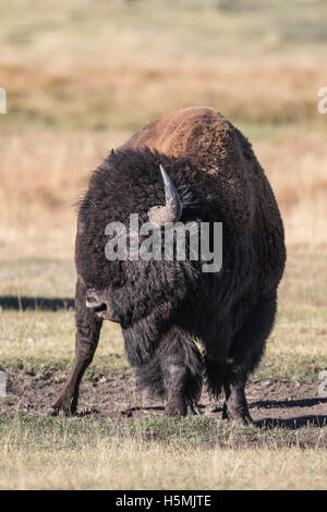 Amerikanische Bisons grasen und spielen auf einer Wiese in den Grand Teton Stockfoto