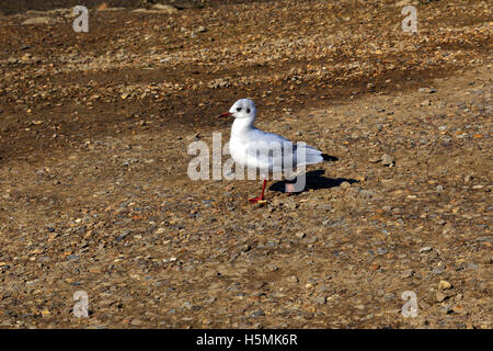 Black Headed Gull am Strand von Burnham-Overy-Staitthe an der Norfolk-Küste, England, Großbritannien Stockfoto
