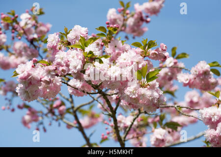Prunus. Japanische Kirsche Baum Blüte. Kirschblüte in einem englischen Garten. Stockfoto