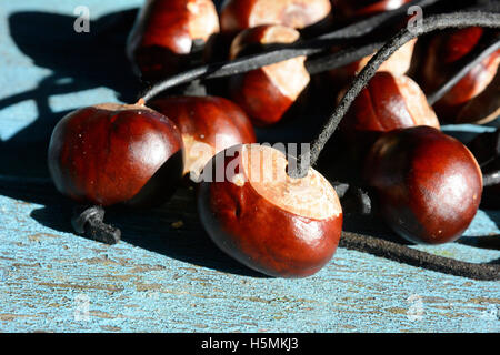 . Conkers bereit vor der WM Conker in Southwick, Northants, 9. Oktober 2016. Stockfoto