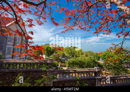 Ein Delonix Regia in rote Blüte in einem Park in VietNam, in der Sommersaison Stockfoto