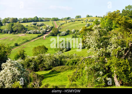 sanfte Hügel des Cotswold ländliche Landschaft, weiße Weißdorn Bäume, Butterblumen, blühende Wiesen, ansteigenden Wanderweg Stockfoto