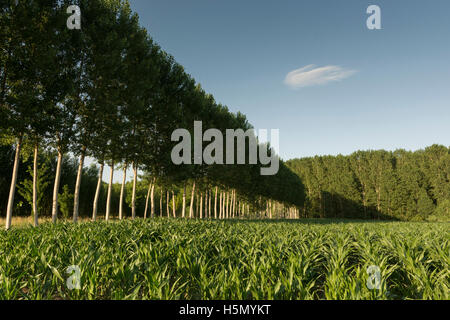 Monreal del Campo. Jiloca Region. Teruel. Spanien Stockfoto