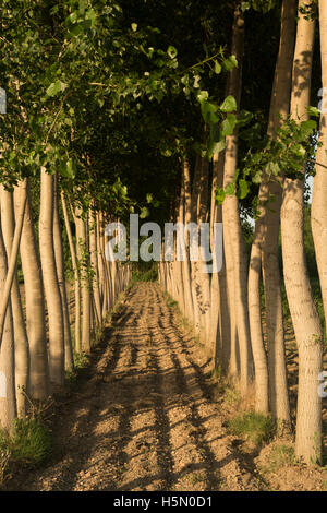 Monreal del Campo. Jiloca Region. Teruel. Spanien Stockfoto