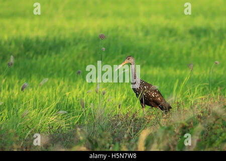 Limpkin (Aramus Guarauna) im Reisfeld nahe Nationalpark Palo Verde, Guanacaste, Costa Rica. Stockfoto