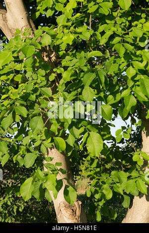 Monreal del Campo. Jiloca Region. Teruel. Spanien Stockfoto