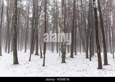 Winter Mischwald im Morgennebel Stockfoto