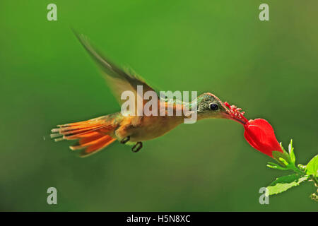 Zimt-Kolibri (Amazilia Rutila) ernähren sich von Turk GAP Blume (Malaviscus Arboreus), Santa Rosa Nationalpark, Costa Rica Stockfoto