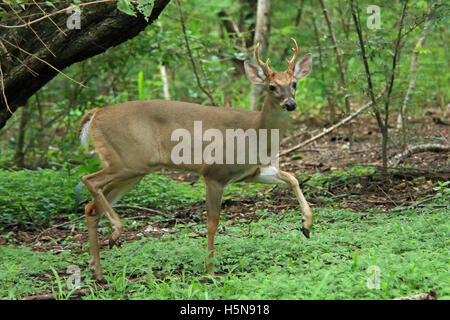 Männliche weiß - angebundene Rotwild (Odocoileus Virginianus) auf der Hut. Tropischen Trockenwald, Santa Rosa Nationalpark Guanacaste, Costa Rica. Stockfoto