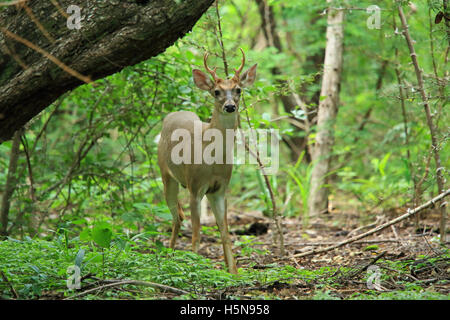 Männliche weiß - angebundene Rotwild (Odocoileus Virginianus). Tropischen Trockenwald, Santa Rosa Nationalpark Guanacaste, Costa Rica. Stockfoto