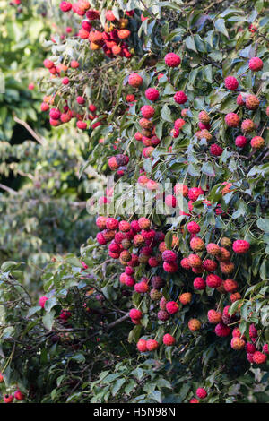 Herbstliche Früchte Blüte Hartriegel, Cornus Kousa. Stockfoto