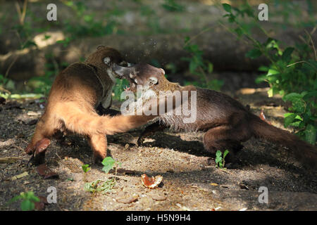 Weiße Nase Nasenbären (Nasua Narica) kämpfen. Tropischen Trockenwald, Nationalpark Palo Verde, Guanacaste, Costa Rica. Stockfoto