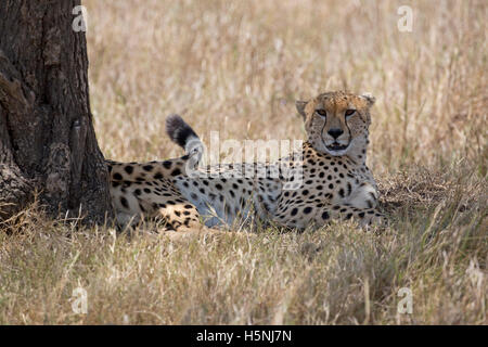 Einsame Gepard ruhen im Schatten unter Baum Masai Mara Kenia Stockfoto