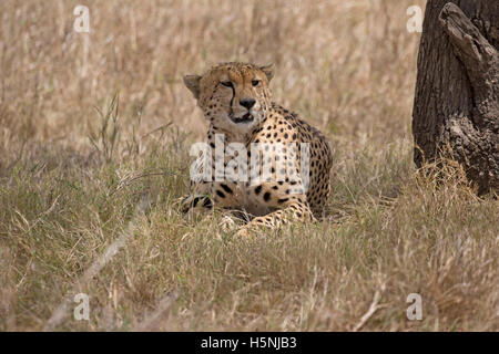 Einsame Gepard ruhen im Schatten unter Baum Masai Mara Kenia Stockfoto