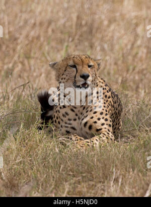 Einsame Gepard ruhen im Schatten unter Baum Masai Mara Kenia Stockfoto