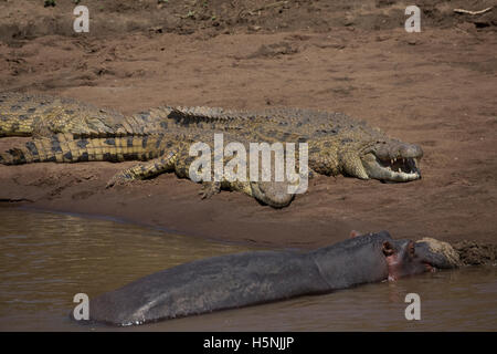 Afrikanischen Krokodile ruhen von Hippo auf Sandbänken Kenias Masai Mara River Stockfoto