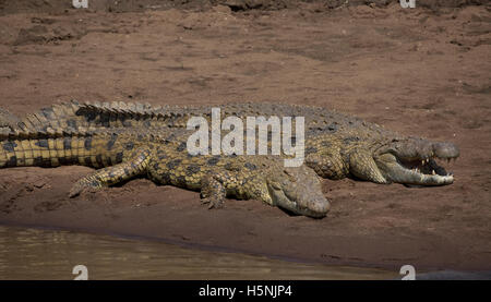 Afrikanischen Krokodile ruht auf Sandbänken Kenias Masai Mara River Stockfoto