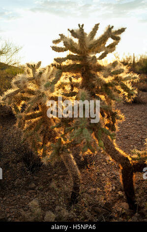 Cylindropuntia Fulgida oder "springen Kaktus in der Wüste Südwesten der USA gefunden. Stockfoto