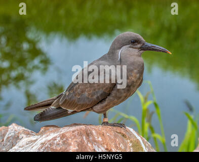 Juvenile Inka-Seeschwalbe ruht auf einem Bein. Stockfoto