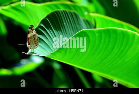 Nymphalidae Schmetterling auf einer tropischen Blatt im Sonnenschein am Botanischen Gärten in Singapur Stockfoto