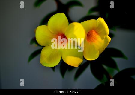 Ein paar Goldene Trompete Blumen gegen einen dunklen Wand in einem Garten Stockfoto