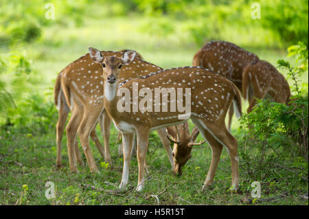 Gefleckte Rehe, (Axis Axis), Yala-Nationalpark, Sri Lanka Stockfoto