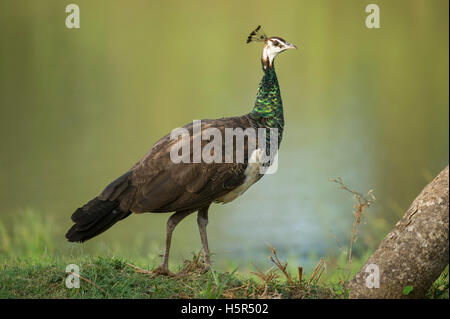 Indischen Pfauen, Pavo Cristatus, Yala-Nationalpark, Sri Lanka Stockfoto