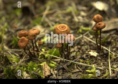 Winzige alte geschrumpft Pilze in moosigen Mulch Stockfoto