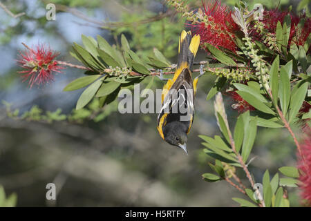 Baltimore Oriole (Ikterus Galbula), Männchen ernähren sich von blühenden Zitronen Bottlebrush, crimson Bottlebrush, Texas Stockfoto