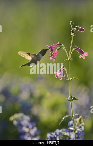 Schwarzer-chinned Kolibri (Archilochos Alexander), Männchen ernähren sich von blühenden Hill Country Penstemon, Texas Stockfoto